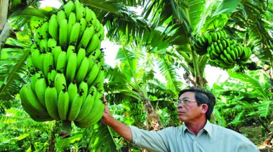Sản xuất cây giống chuối Laba bằng phương pháp In vitro